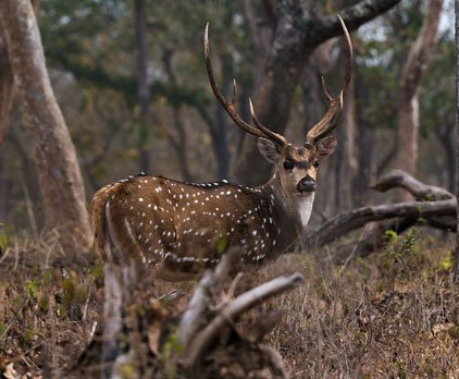 Spotted Deer (Chital)